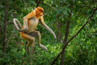 Kahau nosaty - Nasalis larvatus - Proboscis Long-nosed Monkey o8648